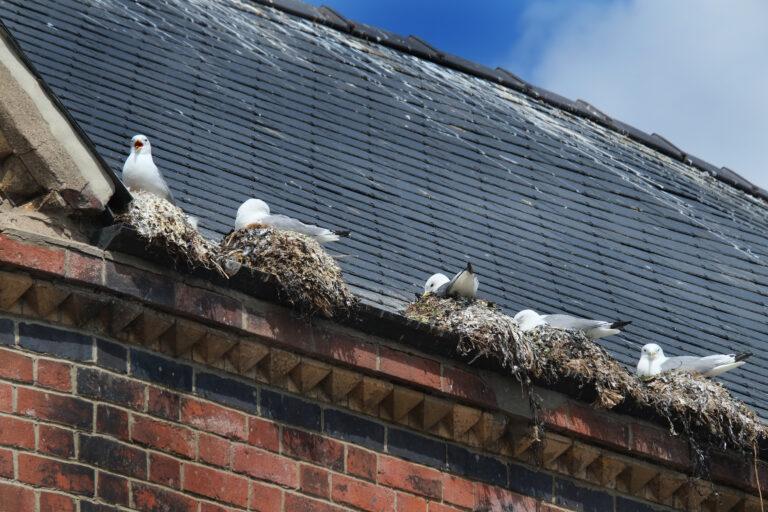 AGB Pest Control S Birds Nesting in Gutter