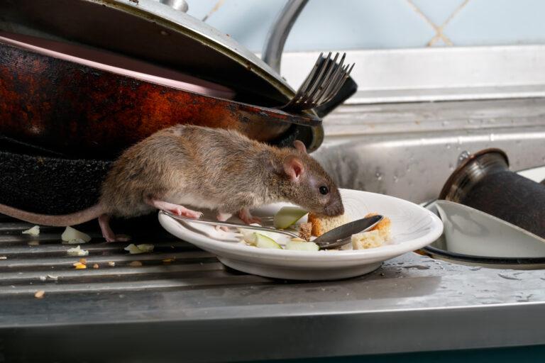 AGB Pest Control S Rat
